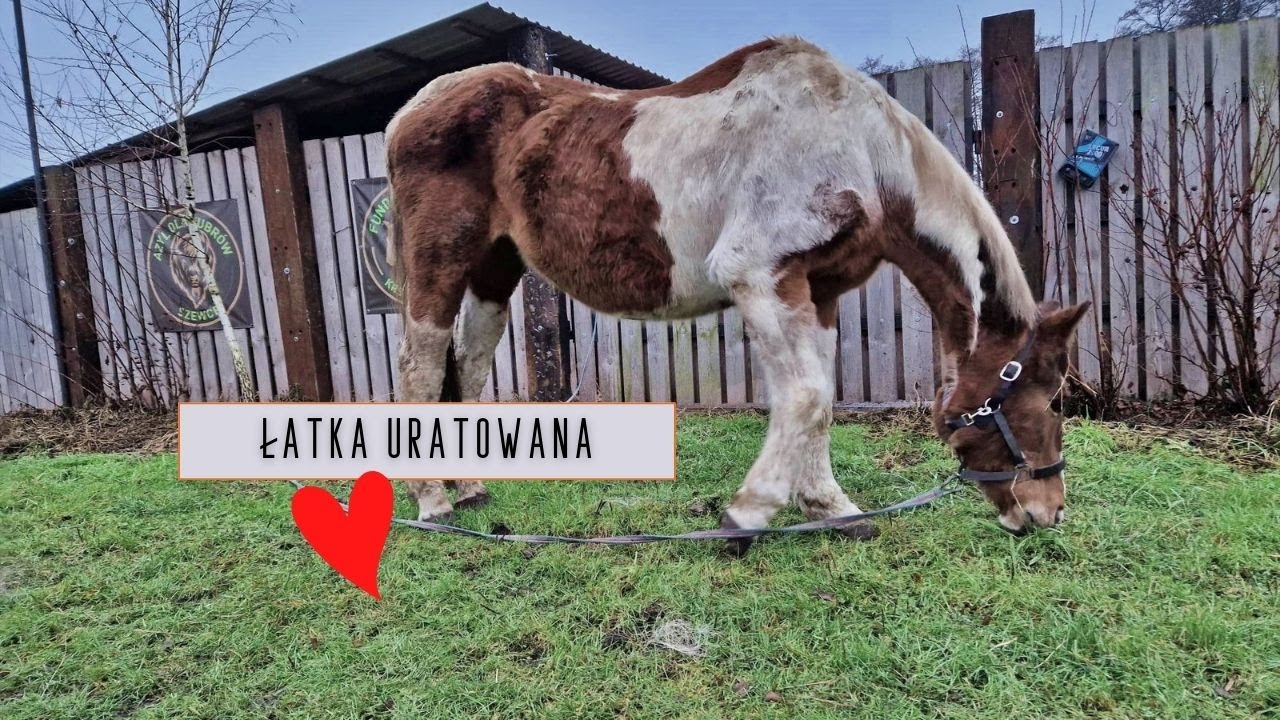 Łatka uratowana. Dziękujemy