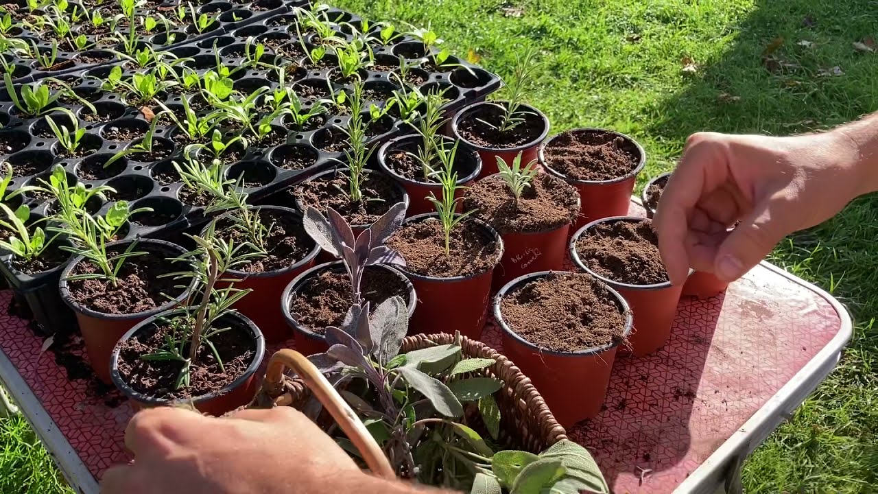 Faire des boutures de plantes aromatiques , romarin , sauge , lavande , thym…