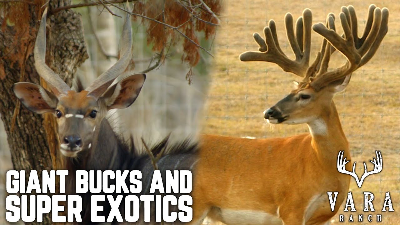 Superior Genetics and Amazing Exotics at Vara Ranch