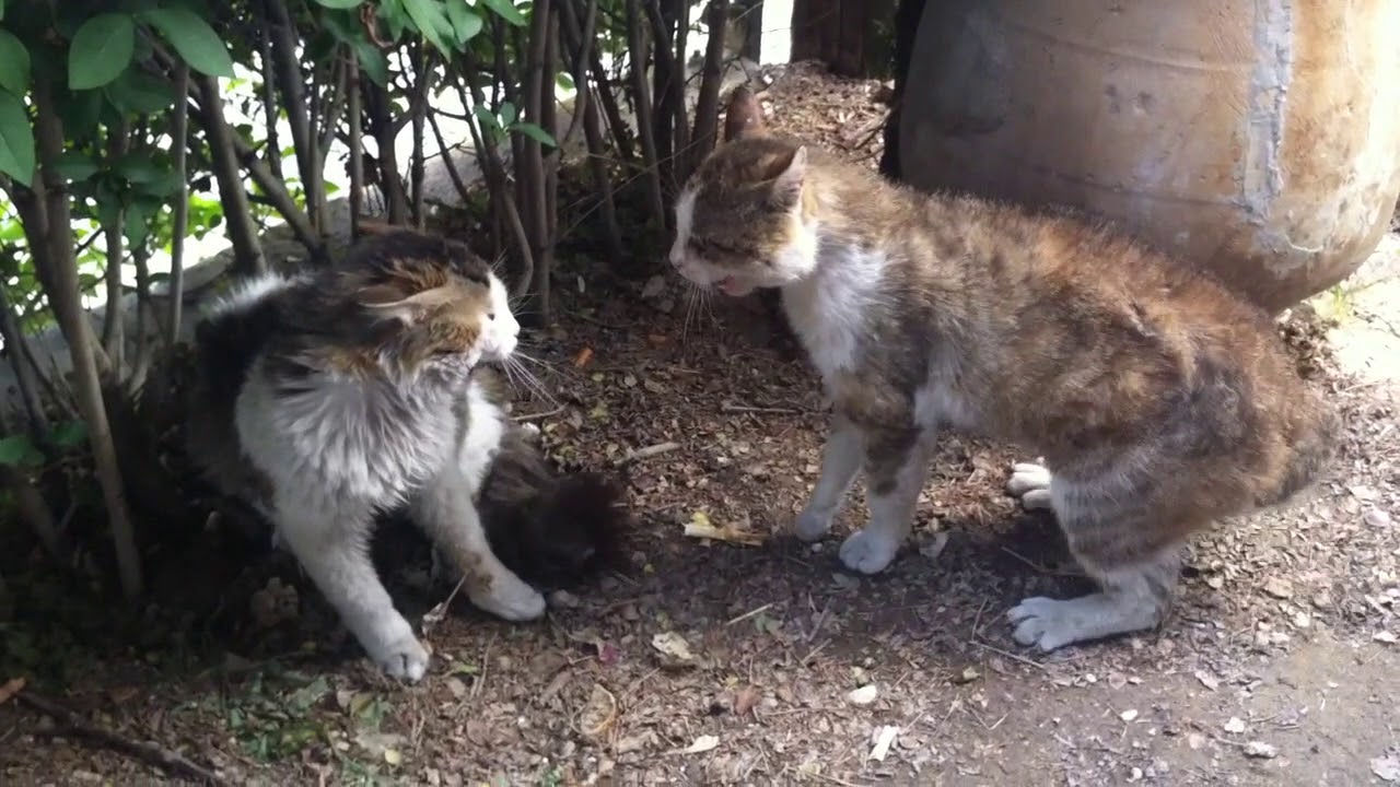 Katzenkampf Boxing like Bruce Lee Catfight