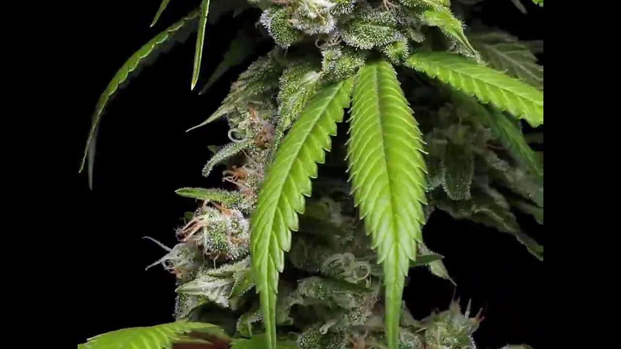 Hazy Kush Zoom