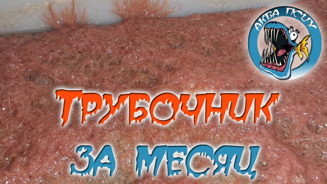 Развожу трубочник.  Результат за месяц