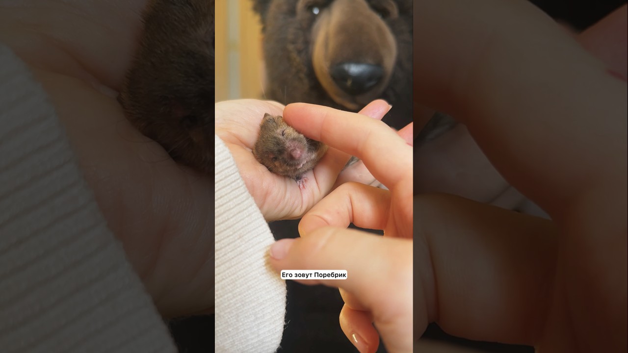 Как дела у Поребрика 🐭