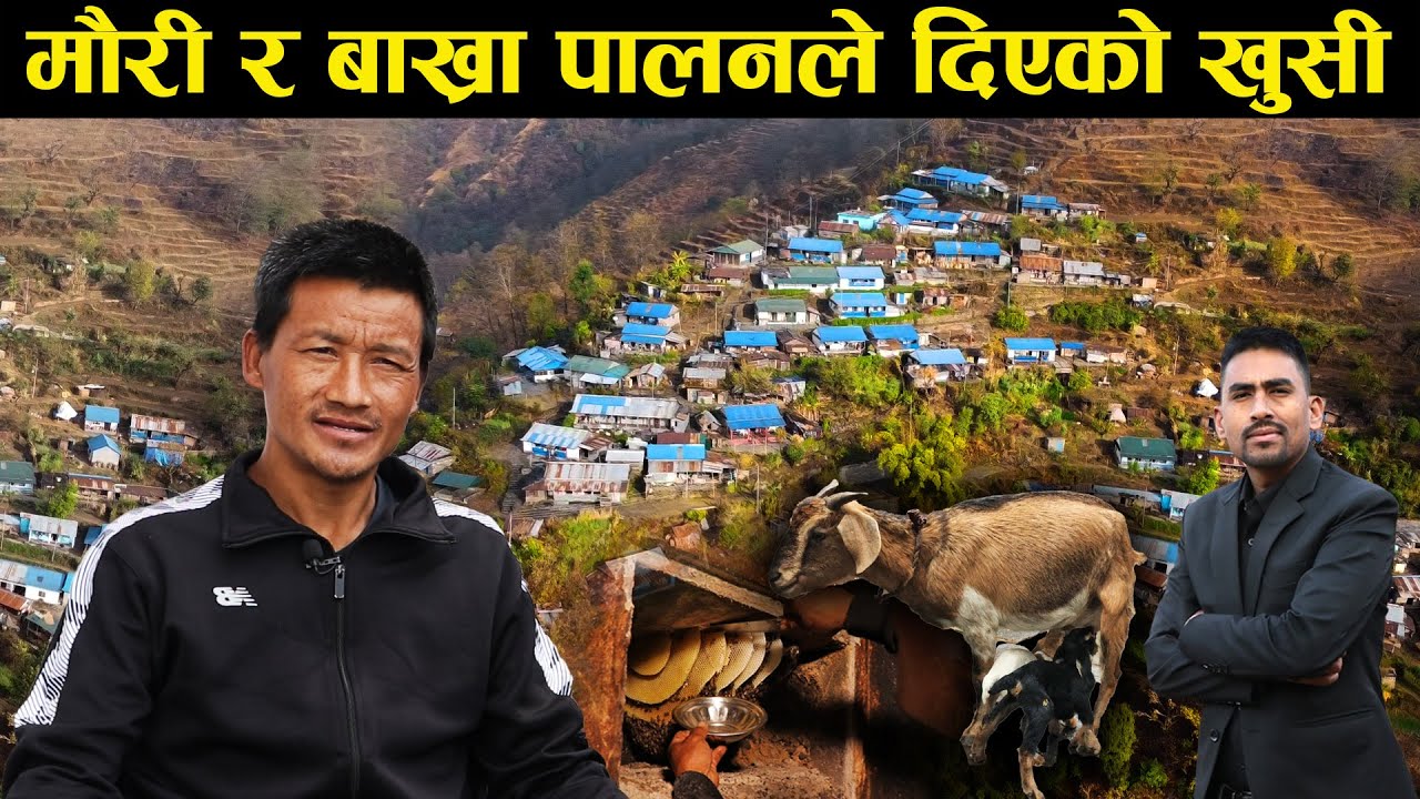 गाउँलाई मायाँ गर्ने बिर बहादुर मौरी र बाख्रा पालनमा ब्यस्त - Bee keeping | Goat husbandry
