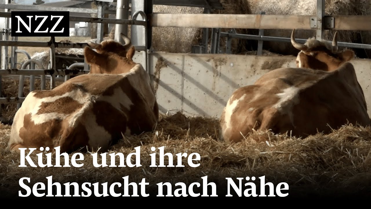 Dicke Freundinnen - Kühe und ihre Sehnsucht nach Nähe