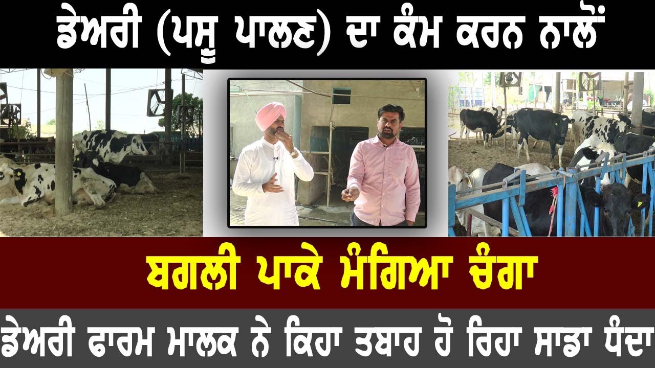 ਡੇਅਰੀ (ਪਸ਼ੂ ਪਾਲਣ) ਦਾ ਕੰਮ ਕਰਨ ਨਾਲੋਂ ਬਗਲੀ ਪਾਕੇ ਮੰਗਿਆ ਚੰਗਾ, ਡੇਅਰੀ ਫਾਰਮ ਮਾਲਕ ਨੇ ਕਿਹਾ ਤਬਾਹ ਹੋ ਰਿਹਾ ਸਾਡਾ