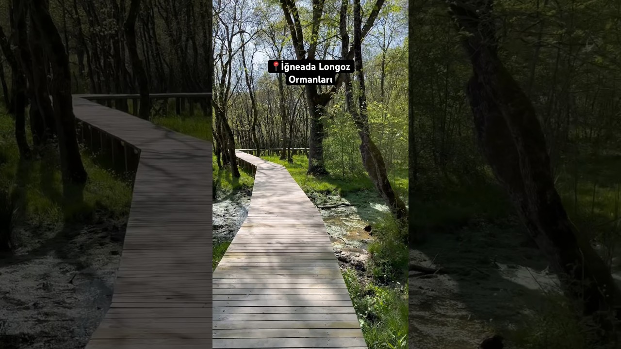 Kırklareli - İğneada Longoz Ormanları