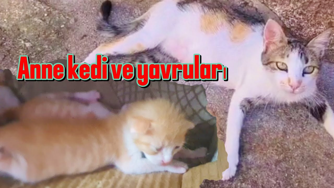 MAMA BEKLEYEN SOKAK CANLARI #sokakhayvanları#sokakkedileri 