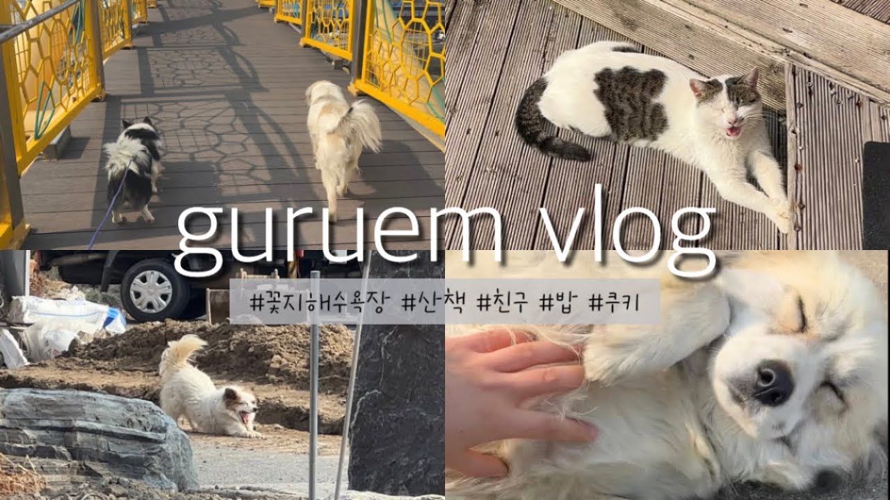 구름이랑 산책하기 ☁️🐶 | 꽃지해수욕장 산책 🌊 | 친구 만나서 같이 산책 🐕🐾 | 집 와서 밥 냠냠 🍗