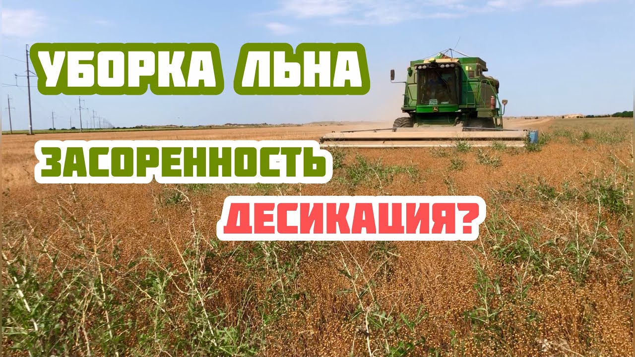 Уборка льна в условиях засоренности латуком