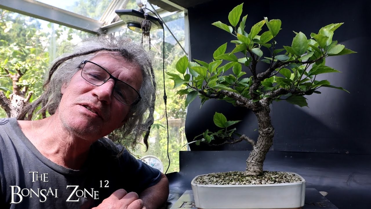 Early Show Prep For My Hibiscus, The Bonsai Zone, Sept 2025