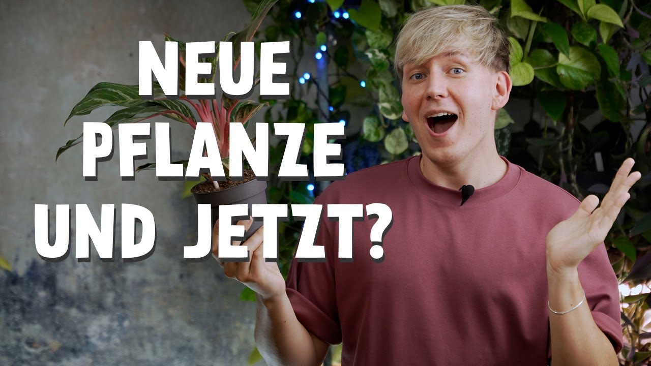 Neue Zimmerpflanze gekauft? DIESE 7 Pflegetipps MUSST du jetzt kennen!