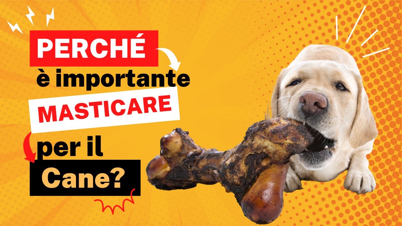 Masticazione nel cane: perché è così importante?