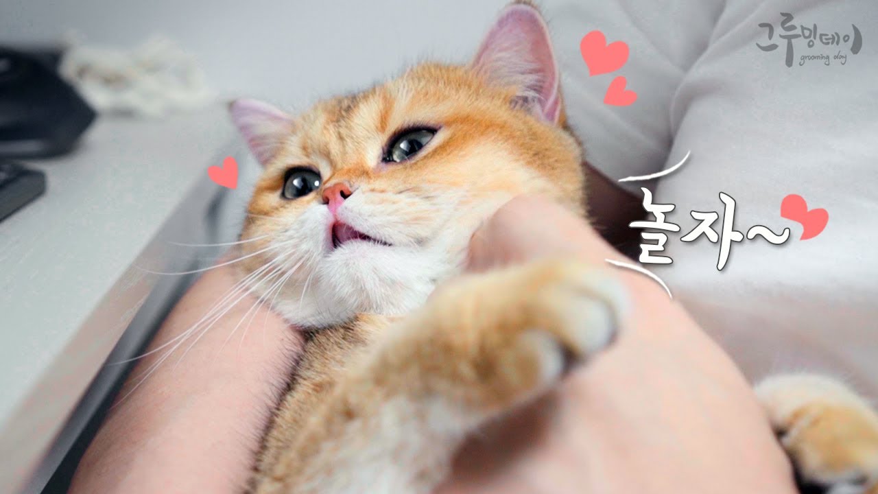 귀여운 고양이가 자꾸 아기처럼 울어요