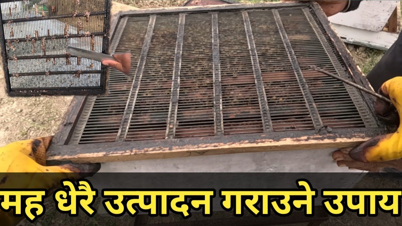 यो तरिका बाट धेरै मह निकाल्न सकिन्छ है||Bee keeping in Nepal