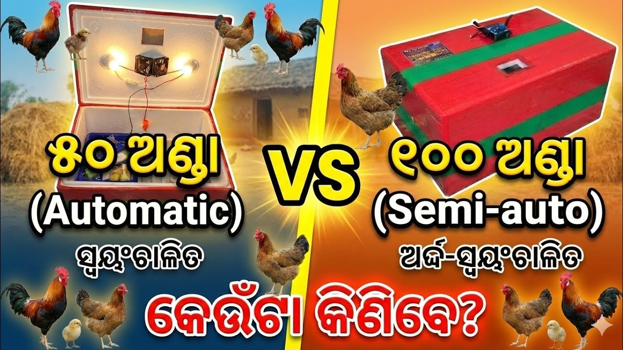 ୫୦ ଅଣ୍ଡା Automatic ନା ୧୦୦ ଅଣ୍ଡା Semi-Auto? ଦେଶୀ କୁକୁଡ଼ା ଚାଷ ପାଇଁ କେଉଁଟା Best?#incubator 
