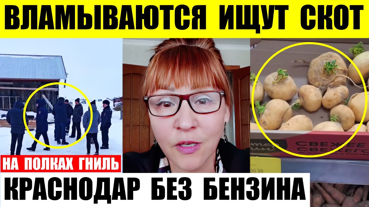 В Новосибирске вламываются в дома ищут скот. Краснодар без бензина. На полках порченные продукты.