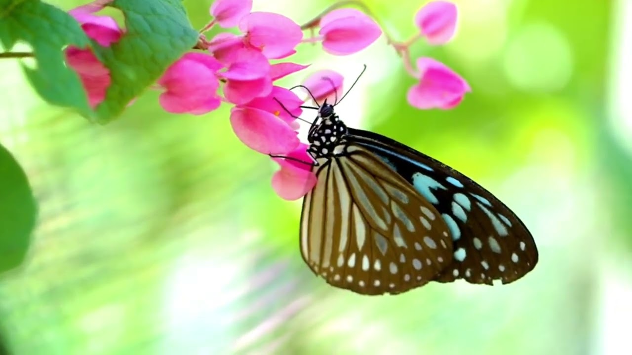 Liberando o controle e ativando a presença 