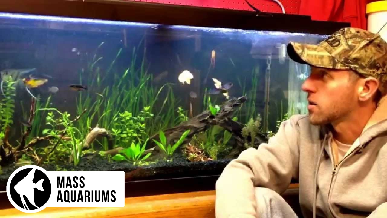 AIR STONES in the PLANTED AQUARIUM?