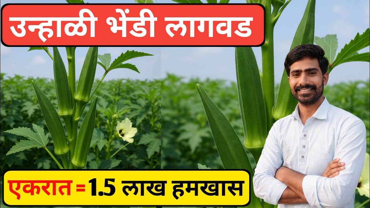 उन्हाळी भेंडी लागवड 🌱| कमी खर्चात जास्त नफा | bhendi lagwad