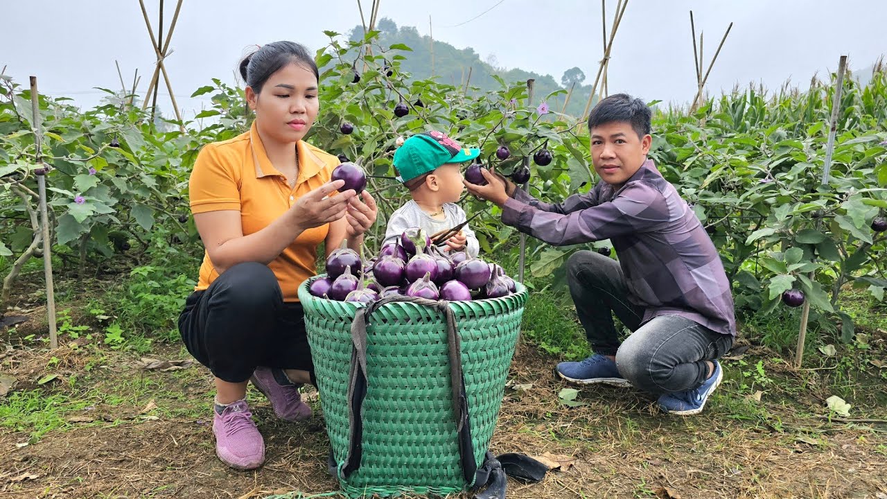 Harvest round eggplant  Goes to market sell - clean up the house | Hà Tòn Chài