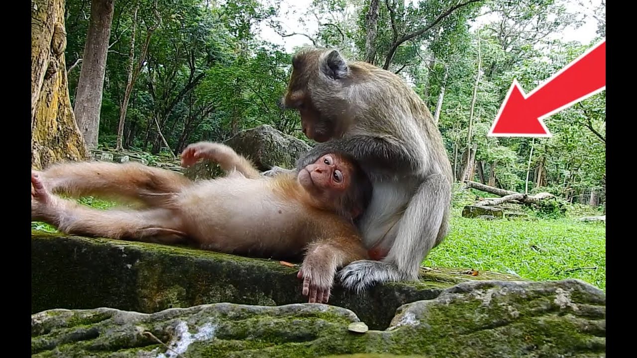 WOW! BAILA-monkey so sweet with Long tail-monkey in jungle