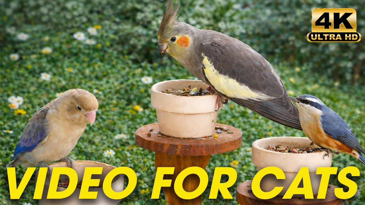 Cat TV for Cats to Watch 😺 Cute Birds and Squirrels on the base of the Tree 🐦 24 Hours 4K HDR