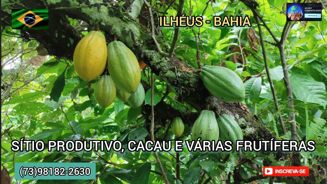 Sítio bom e barato,10 hectares com cacau, nascentes de água e várias frutíferas,26 Km de Ilhéus - BA