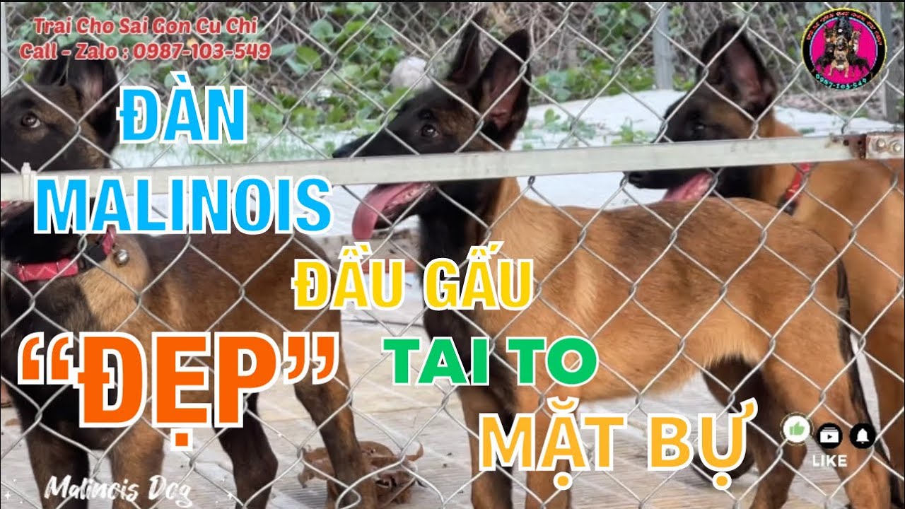 Trại Chó Béc Giê Bỉ Sài Gòn Xuất Đàn Chó Malinois Đầu Gấu Tai To Mặt Bự | Bán Chó Béc Bỉ Thuần Chủng