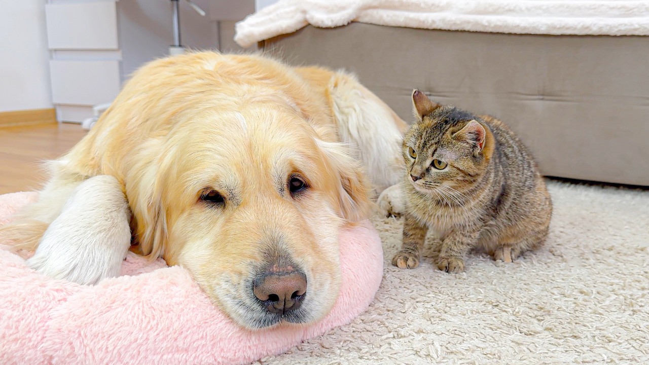 Tiny Kitten Politely Tells Golden Retriever: &ldquo;This Bed Is MINE!&rdquo;