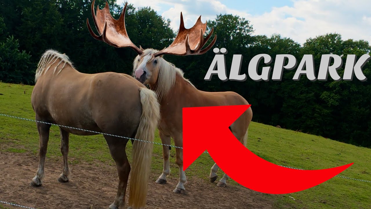 MOTOVLOG MED ELCYKEL | HITTAR EN ÄLGPARK I SKOGEN