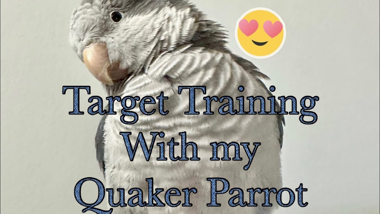 Target training with my cobalt blue Quaker parrot