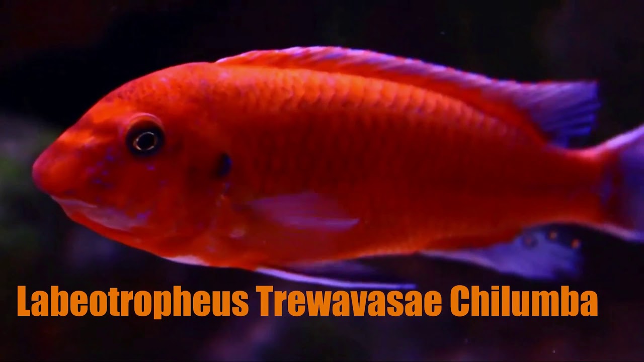 💓🐠🐟TOP 13 BELLY MBUNA CICHLIDS MOST BEAUTIFUL IN THE WORLD 💓🐠🐟 CICLIDOS MBUNAS MALAWI EN EL MUNDO💓🐠🐟