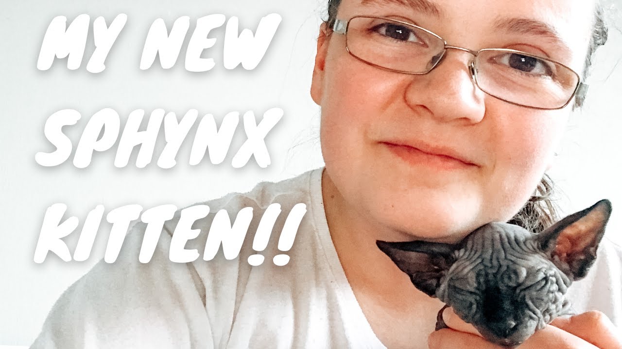 BRINGING MY NEW SPHYNX KITTEN HOME!