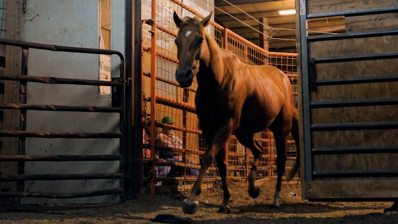 Horse Rescue Heroes | S1E5 | Full Episode