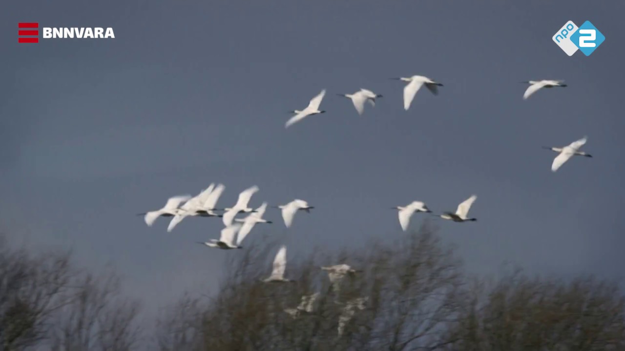 Vroege Vogels - Lepelaars op de Brabantse Wal