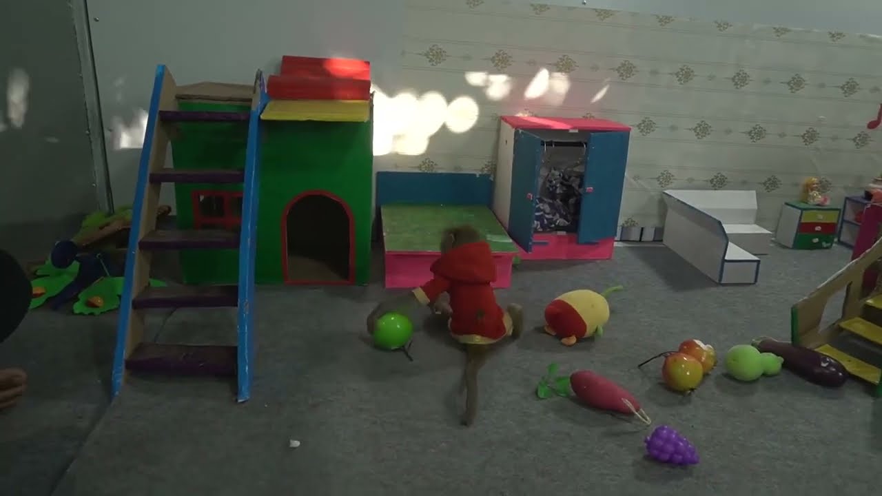 Monkey Baby MiMi eats fried eggs and plays with puppy and rabbit on the farm