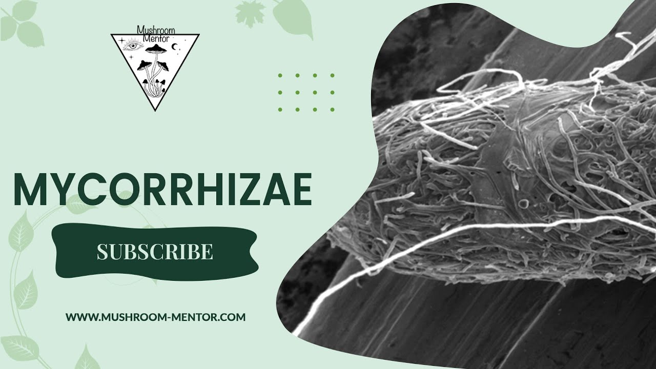 What are Mycorrhizae and why are they important?