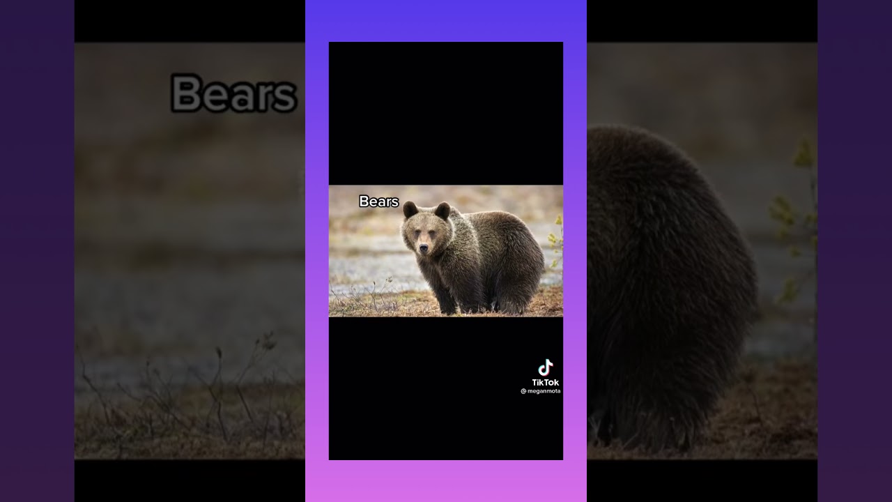 Modern day animals that used to be giants