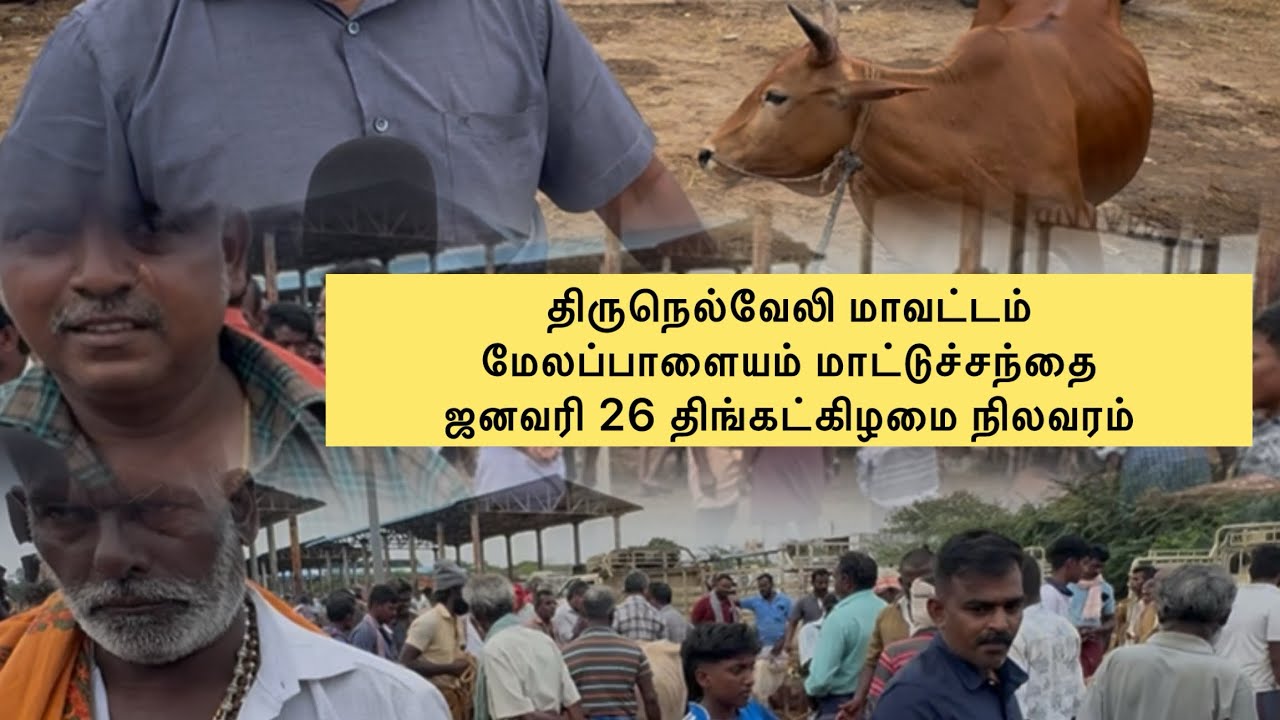 திருநெல்வேலி மாவட்டம் மேலப்பாளையம் மாட்டுச்சந்தை ஜனவரி 26 திங்கட்கிழமை நிலவரம்