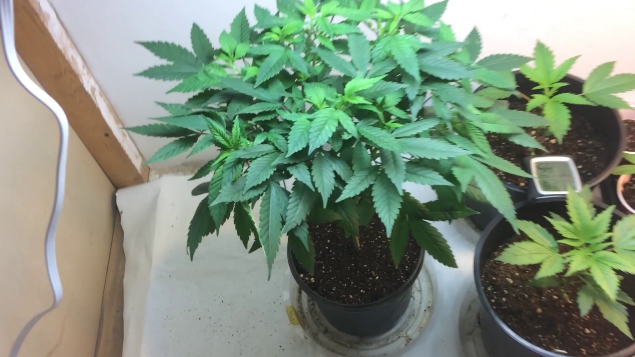 Lemon kush/9#xmarionbarry flower