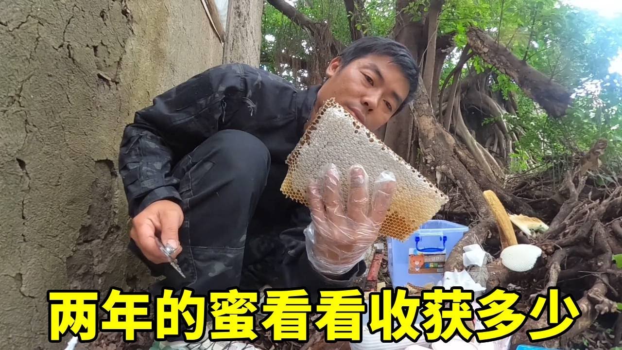 放了两年的蜜，打开后满满的一大箱，越割越上瘾！#农村生活#割蜜