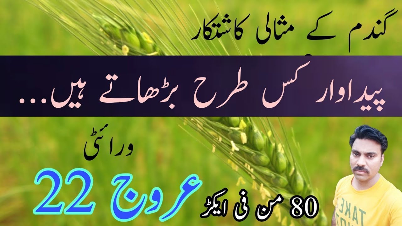 Urooj 2022 wheat new variety review | Key factors to boost wheat average yield | Abid Ali Agrarian