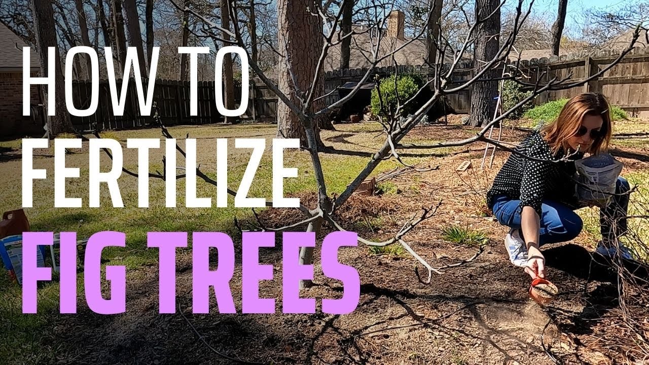 To Feed or Not to Feed? Fertilizing In-Ground and Potted Fig Trees