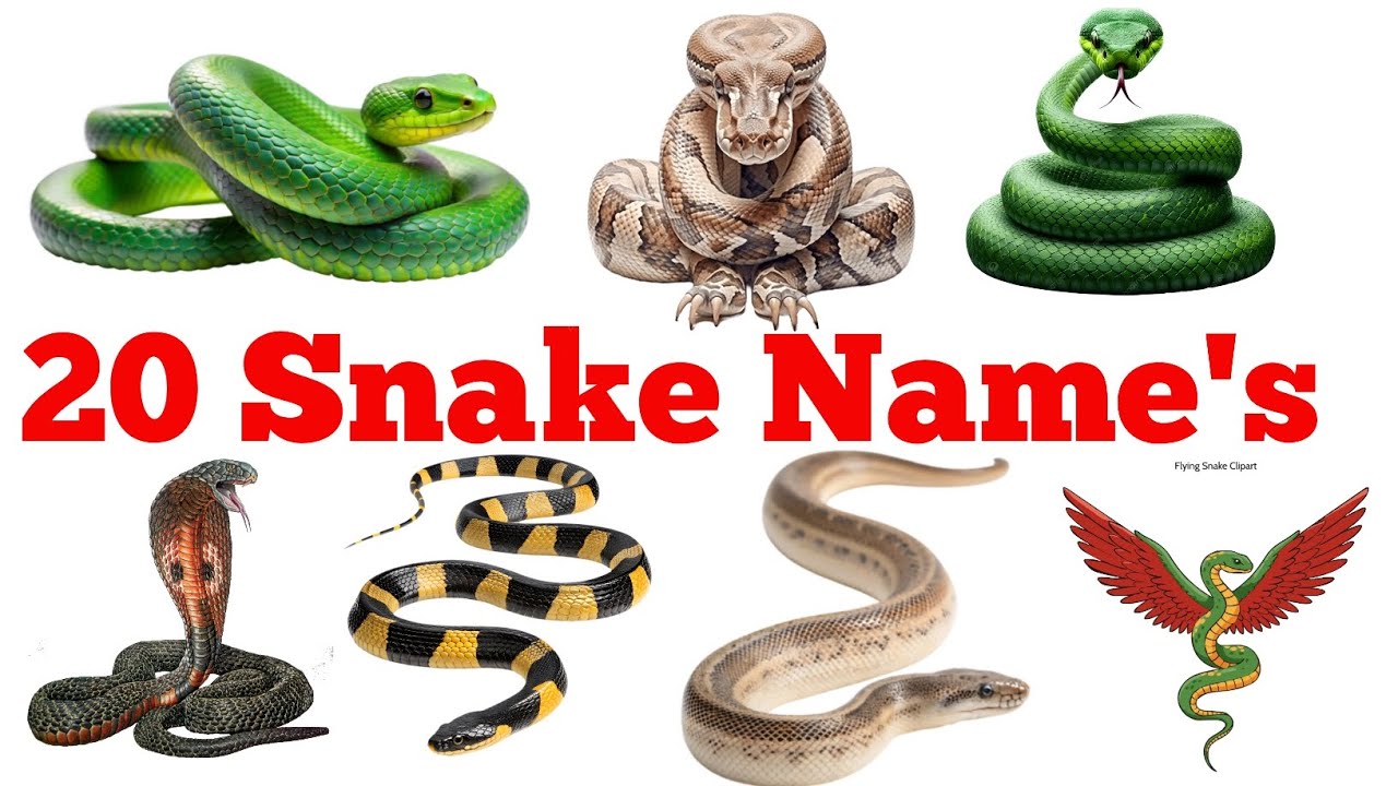 20 Snakes of India 🐍 | Snake Names for Kids | Learn in Hindi & English | Realistic Wildlife Video