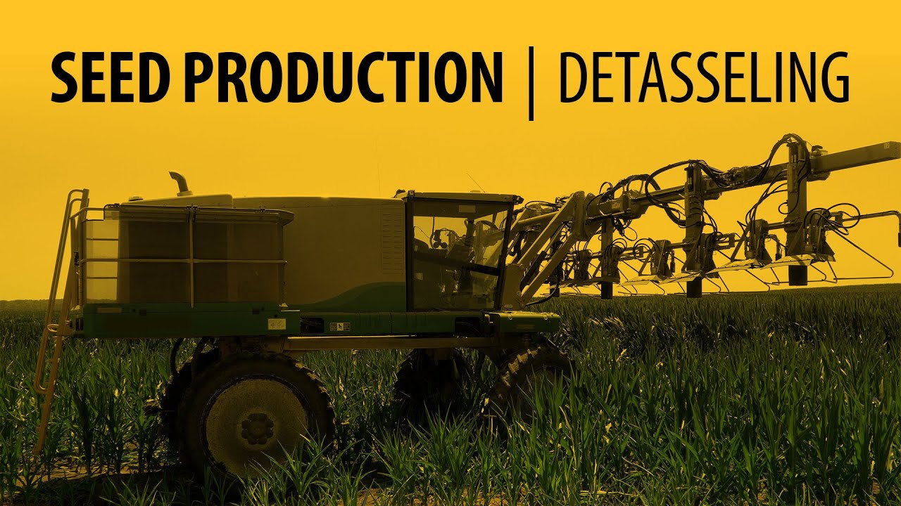 Seed Production - Detasseling Season