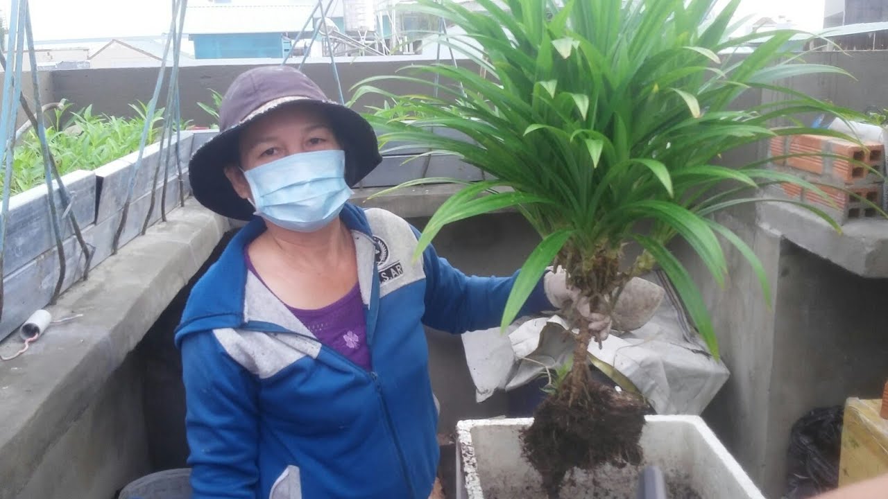 Hướng dẫn trồng cây Lá Dứa | Khoa Hien 142