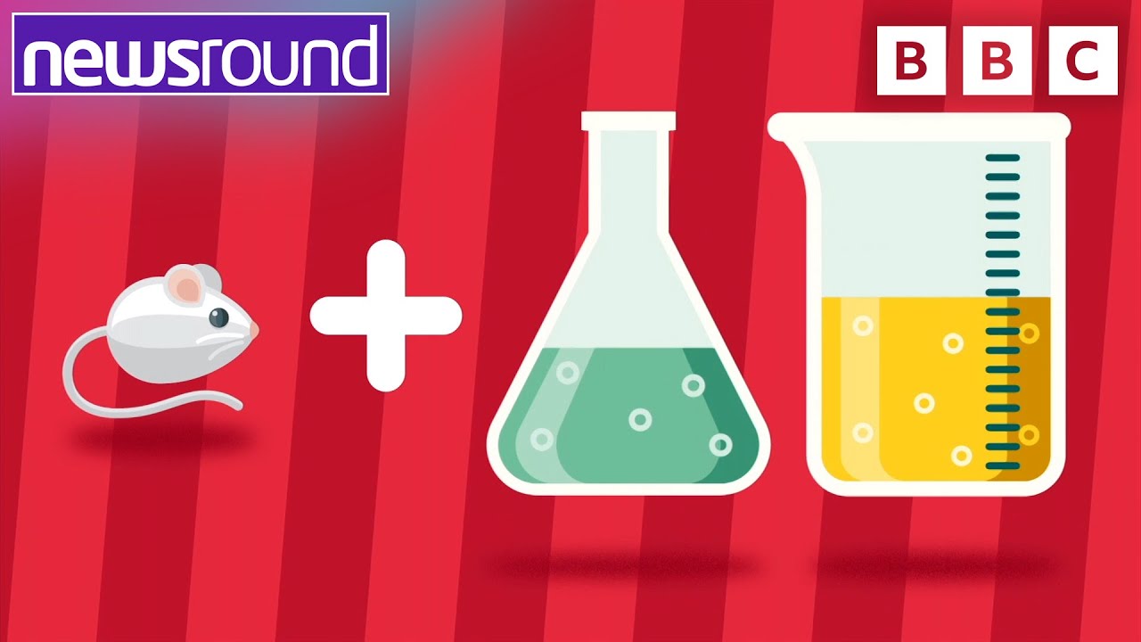 What is animal testing and why are people talking about it? | Newsround