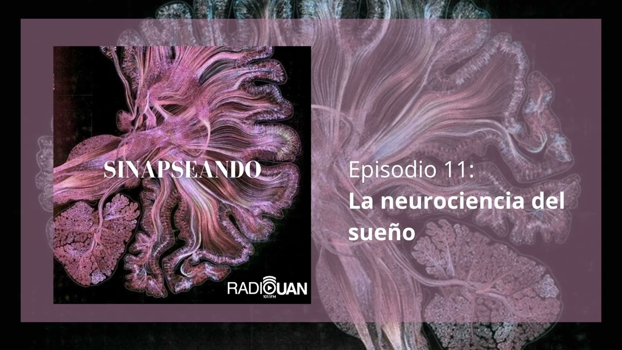 La Neurociencia del Sueño | Sinapseando - Episodio 11