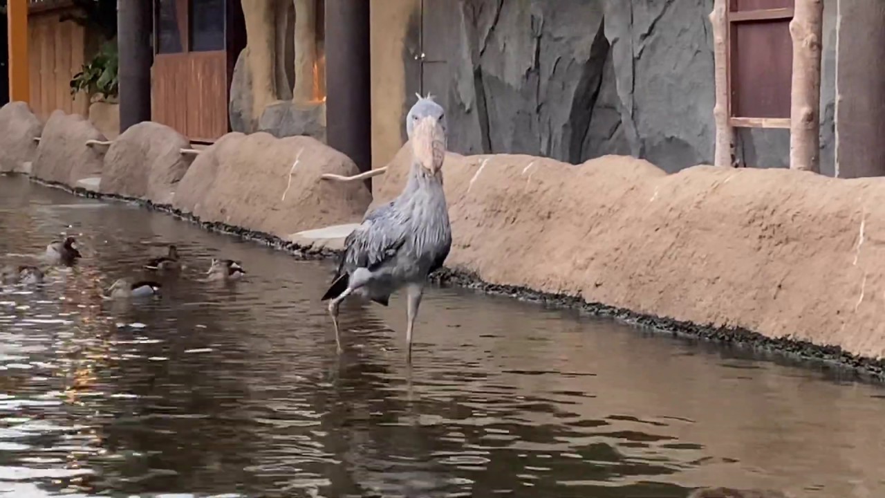 shoebill ハシビロコウのボンゴ　盛大に色々やらかす